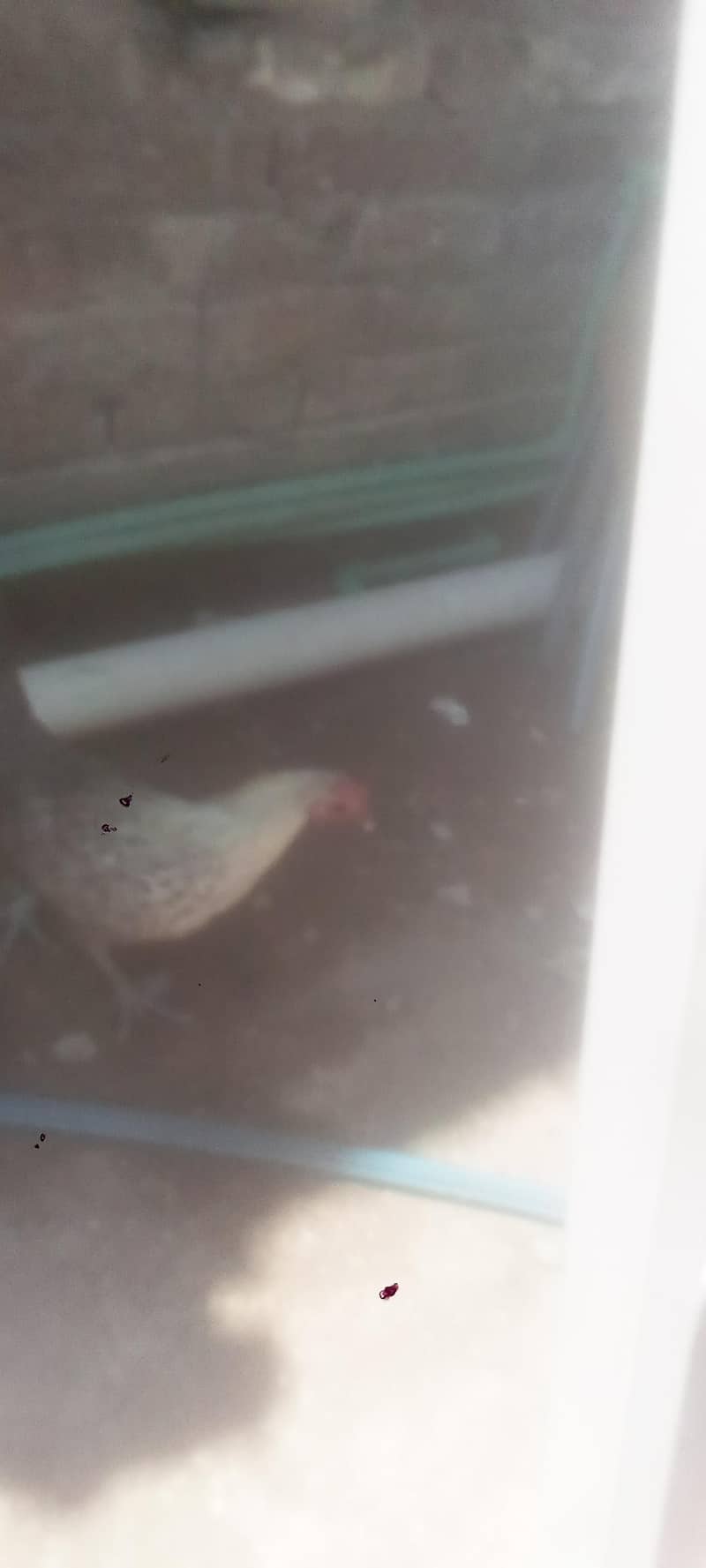 hen. . . . 2