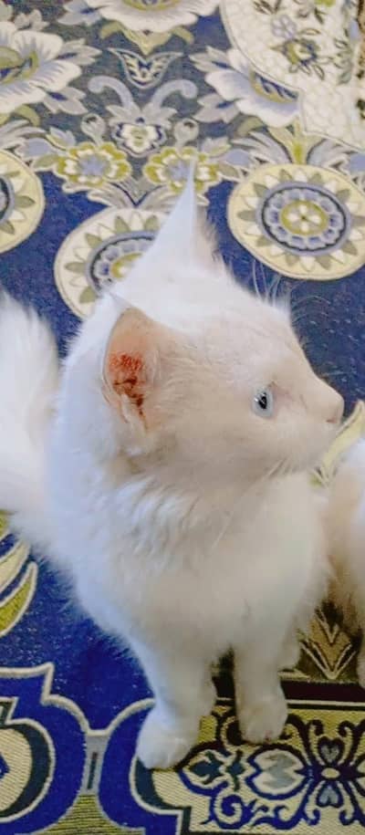 White cat Blue eye