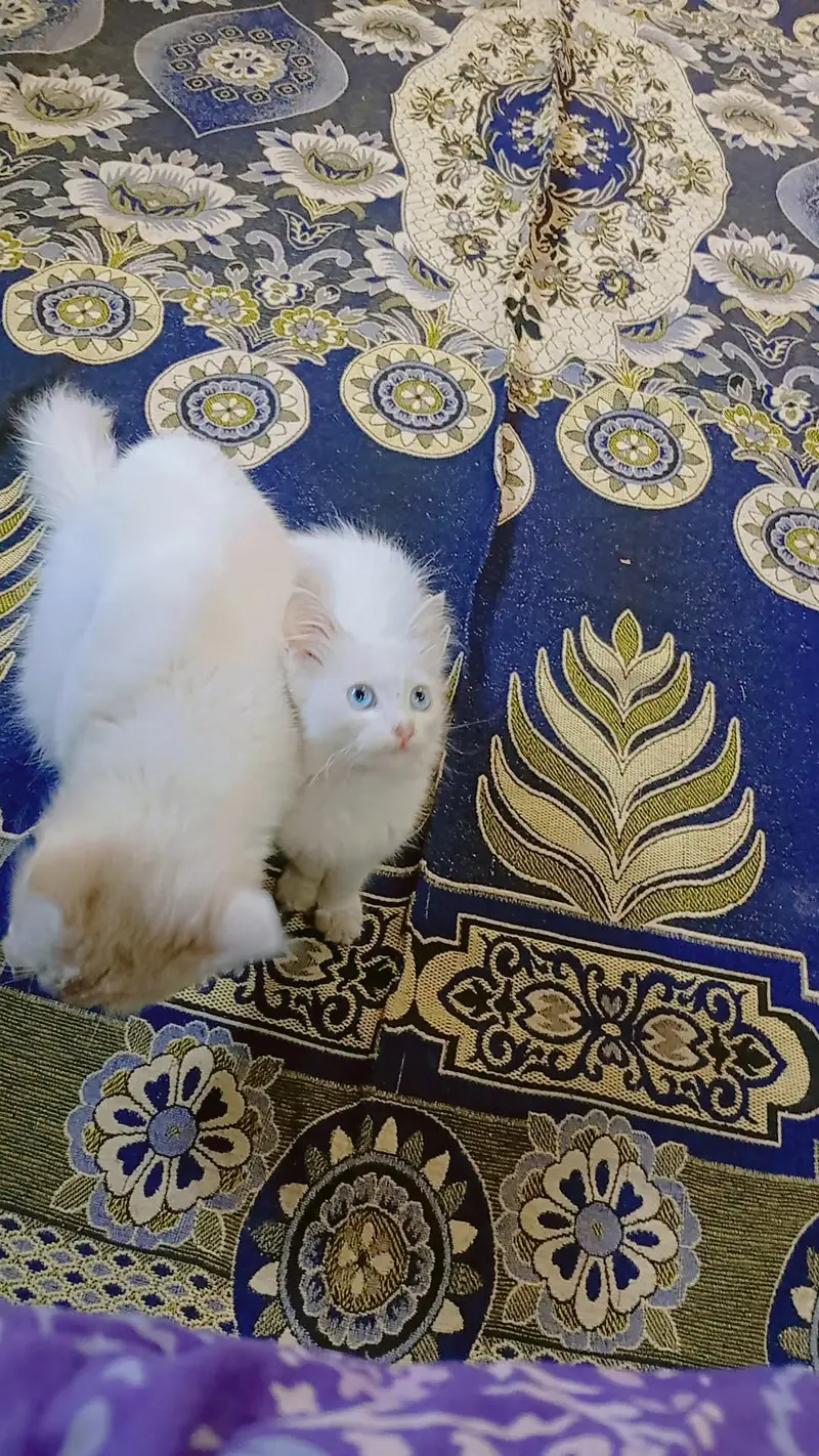 White cat Blue eye — photo 2