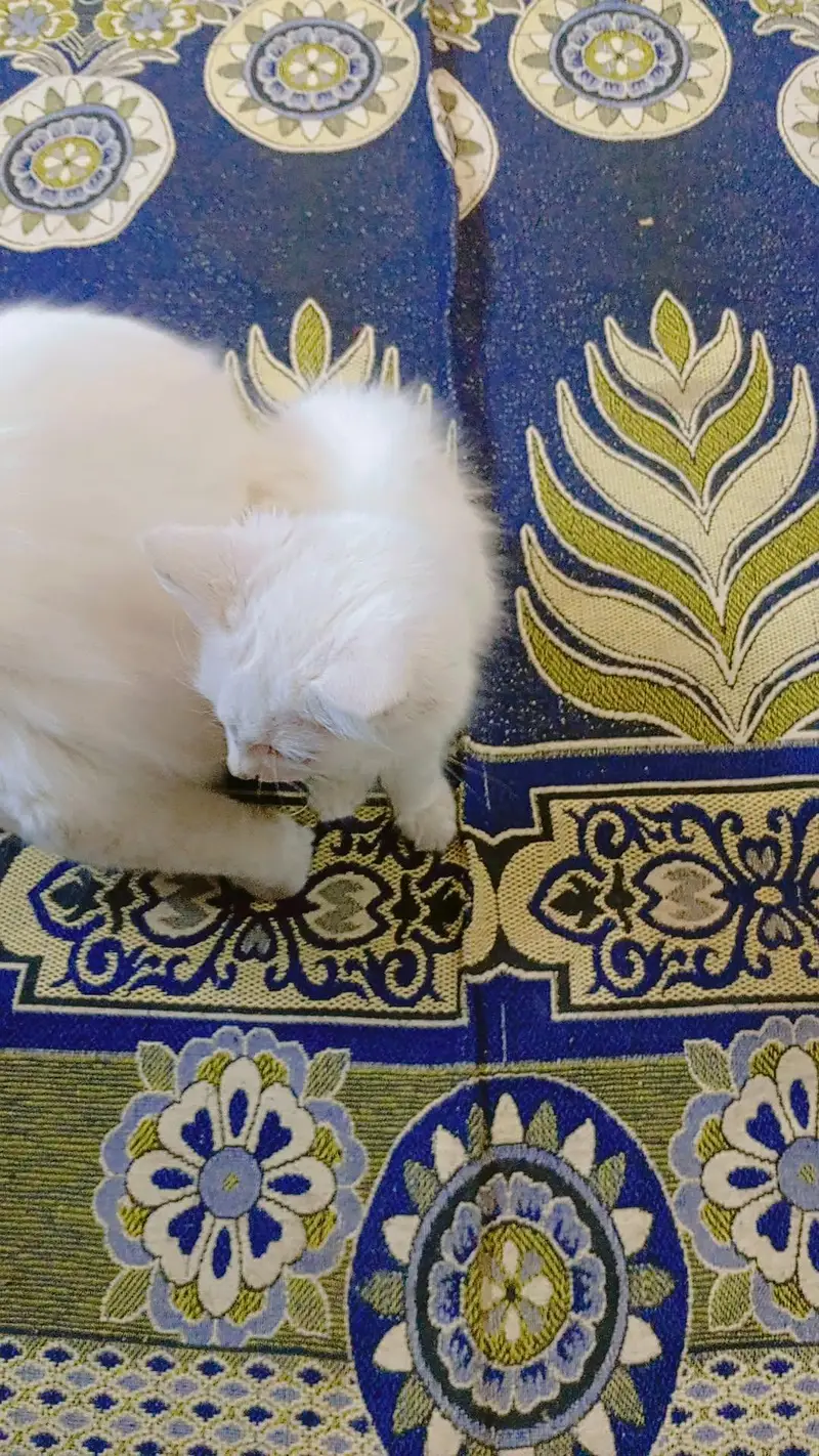 White cat Blue eye — photo 3