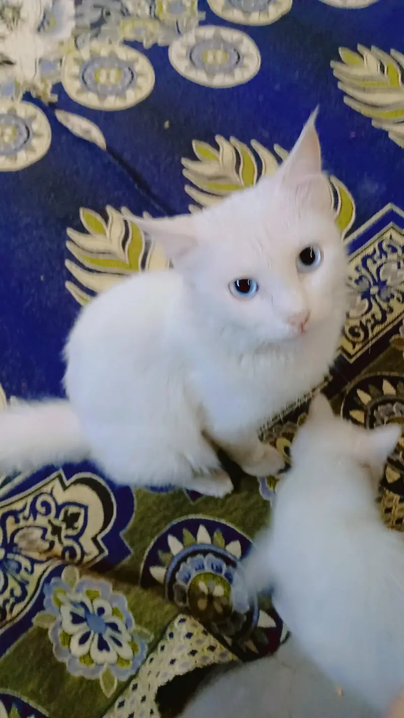 White cat Blue eye — photo 4