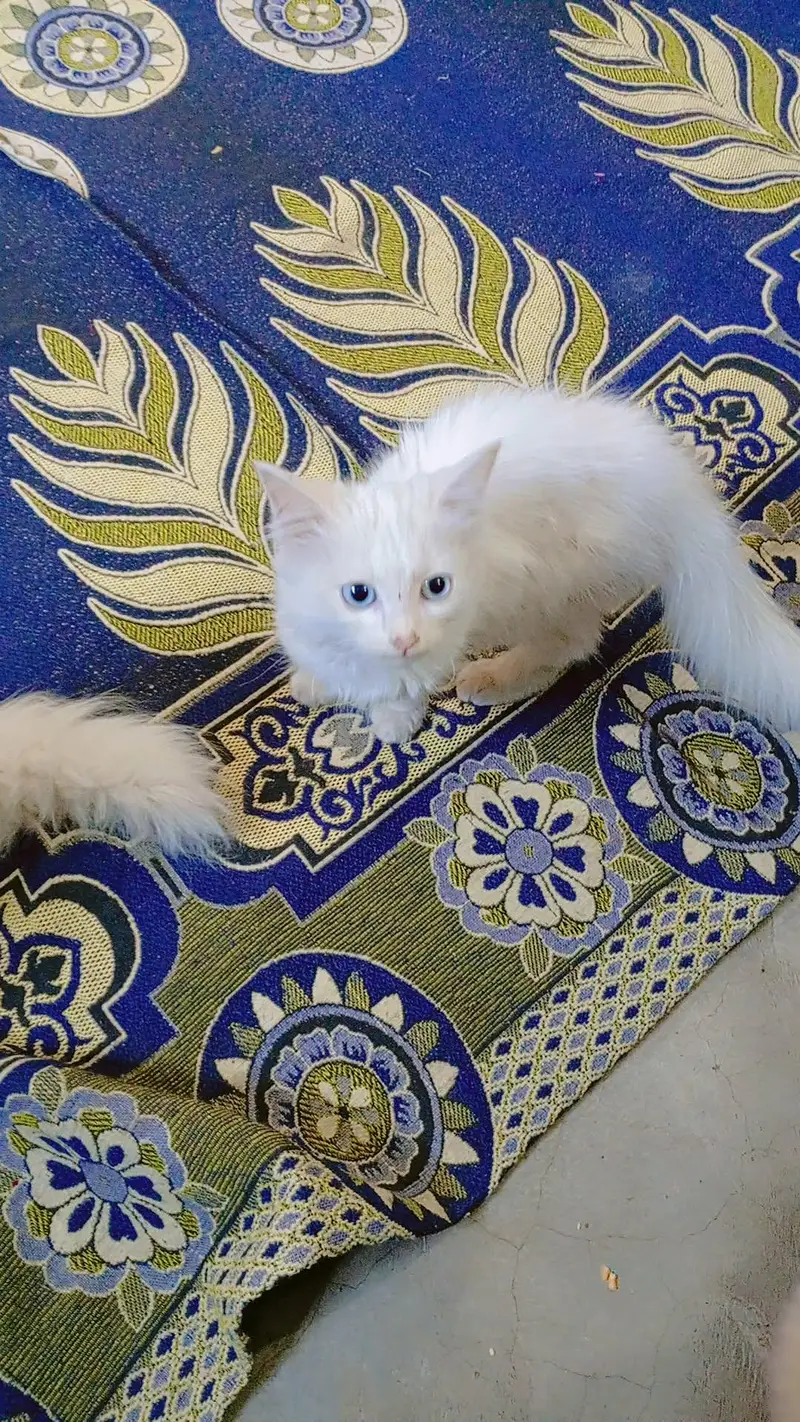 White cat Blue eye — photo 5