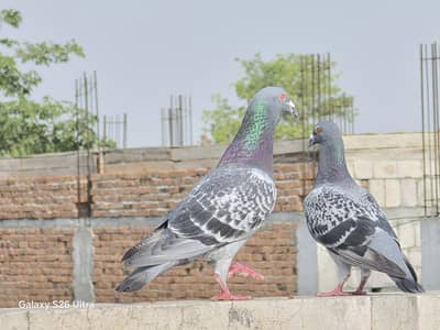 pigeon