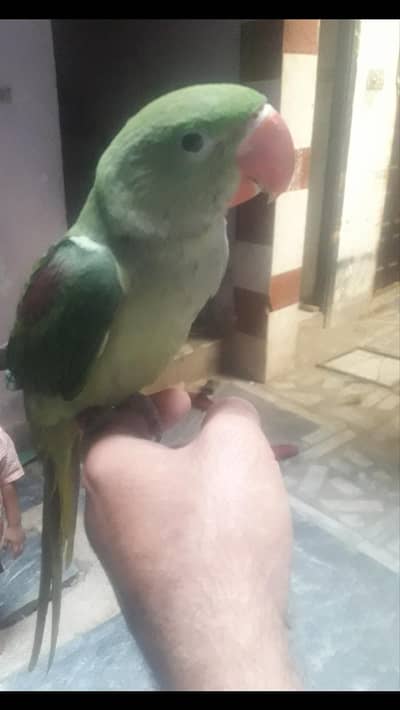 parrot for sell