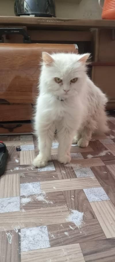 white persoan cat female