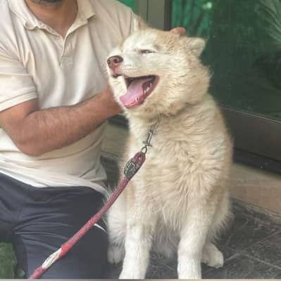 COPPER WOOLY QUALITY HUSKY [ All vaccinated DEWORMED]