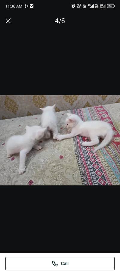 persion cats