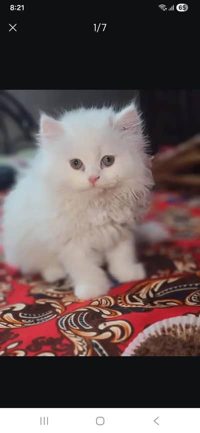 white cat