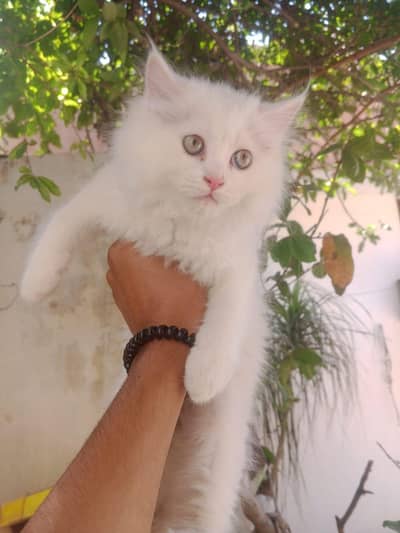 Cash on delivery Persian Cats &Kitten avalible Healthy &playful