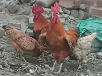 golden misri chicken two pairs for sale