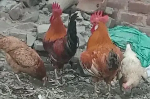 golden misri chicken two pairs for sale — photo 2