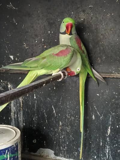 Pahari Raw Pair