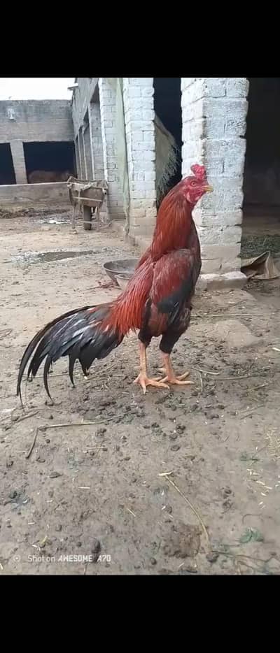 aseel lakha murga for sale in gujrat