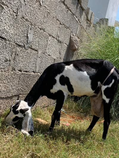 4 female goats forsale