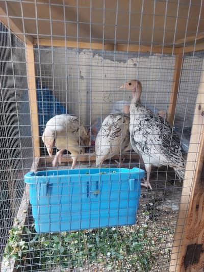 turkey chicks