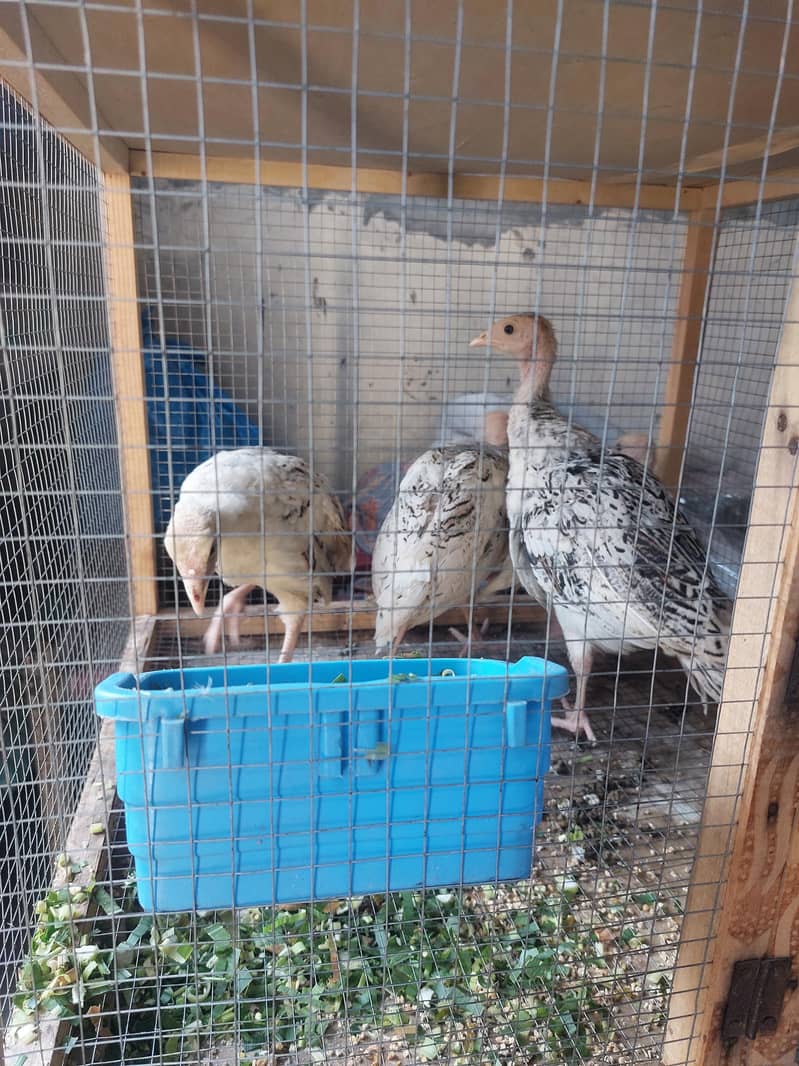 turkey chicks 0