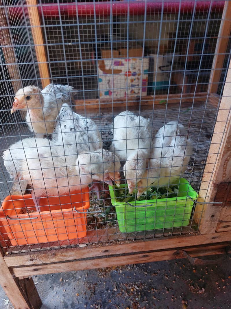 turkey chicks 1