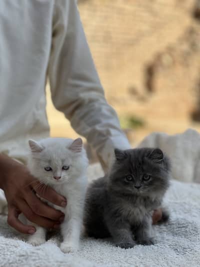 Persian cats pair