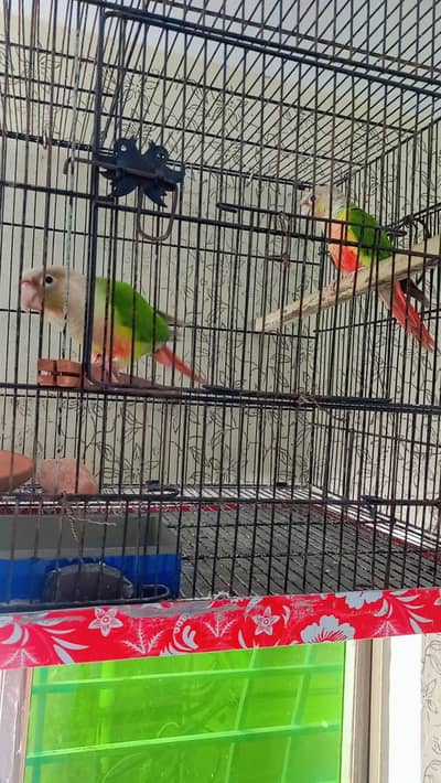 pineapple conure