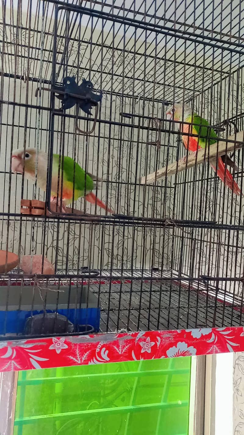 pineapple conure 0