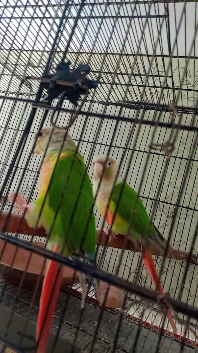 pineapple conure 1