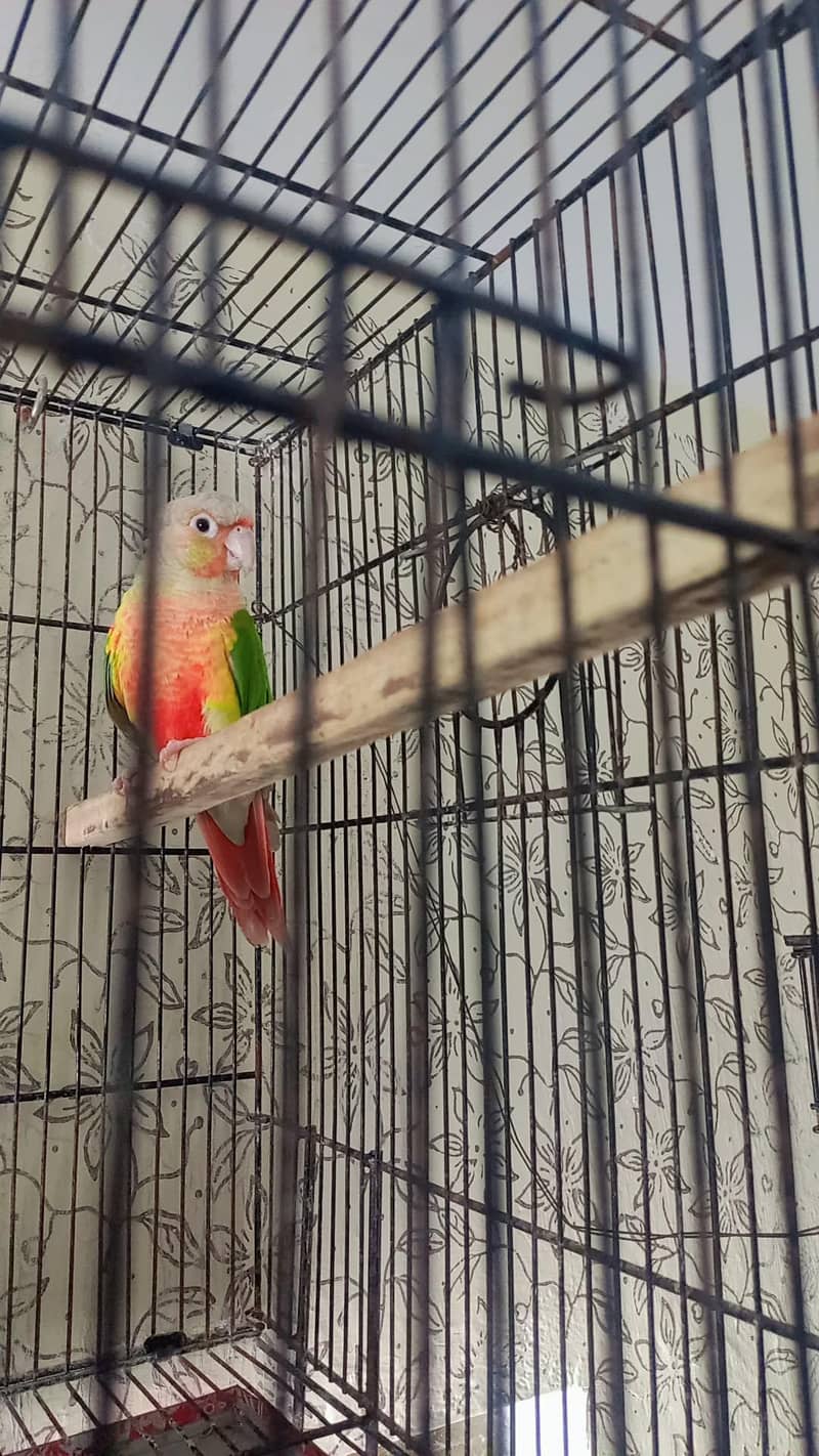 pineapple conure 2