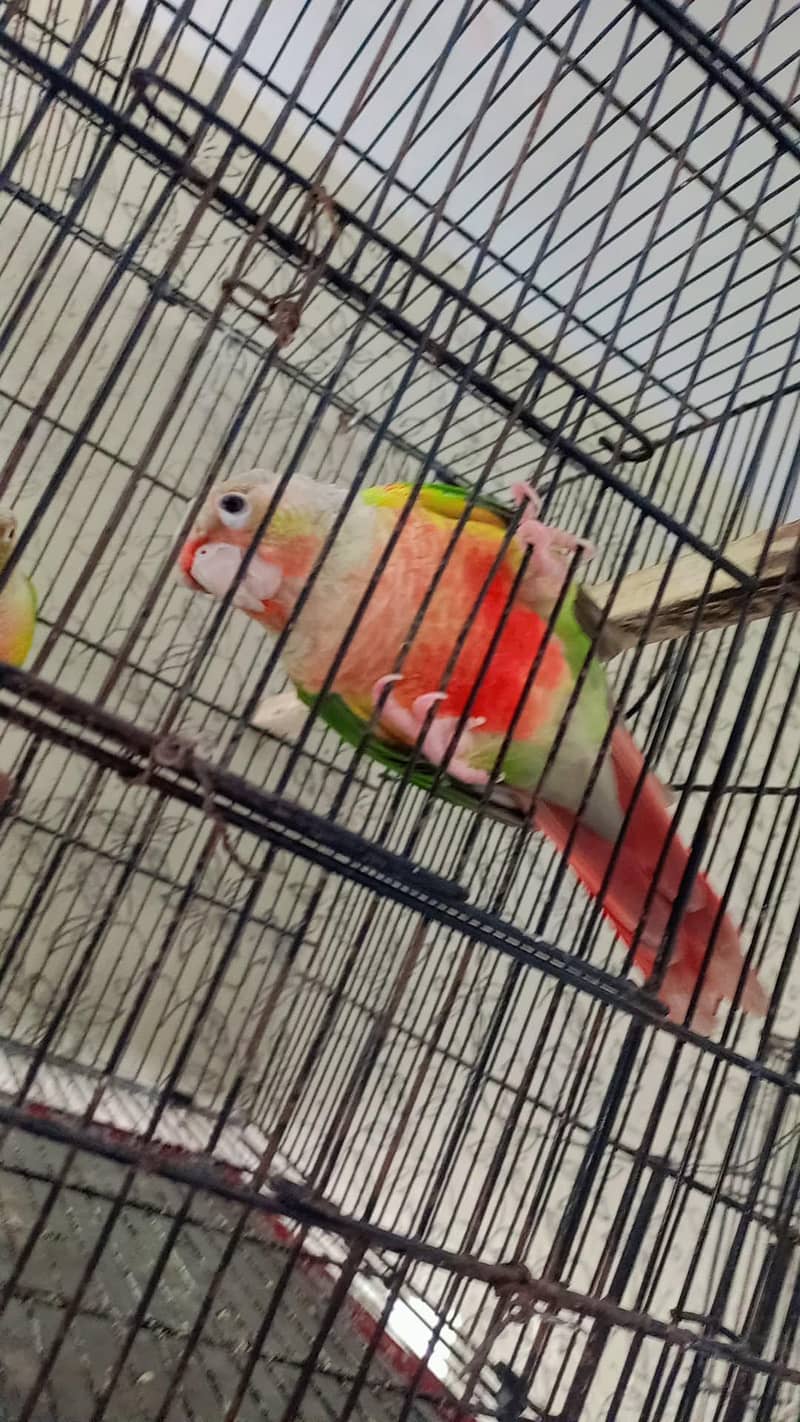 pineapple conure 3