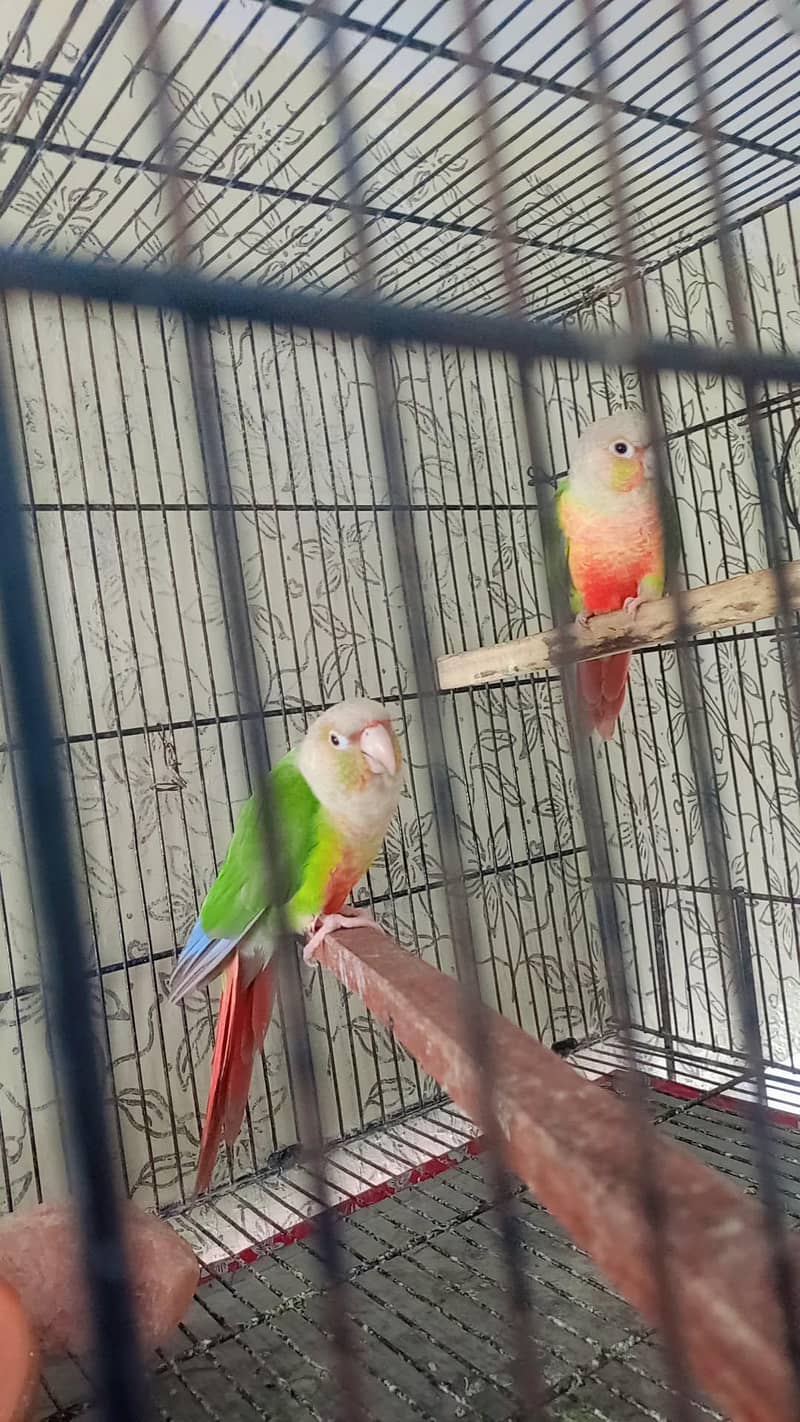 pineapple conure 4