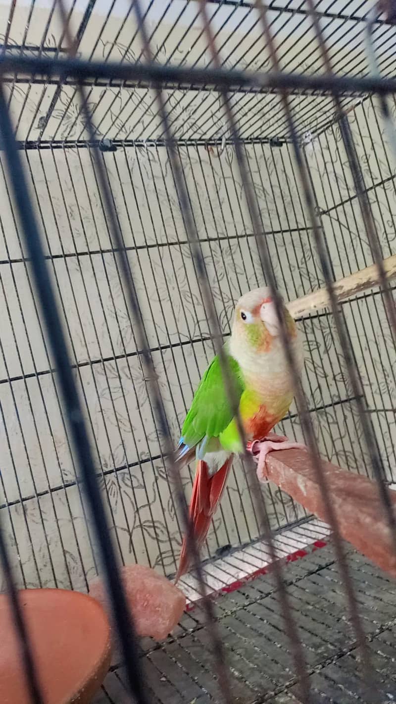 pineapple conure 5