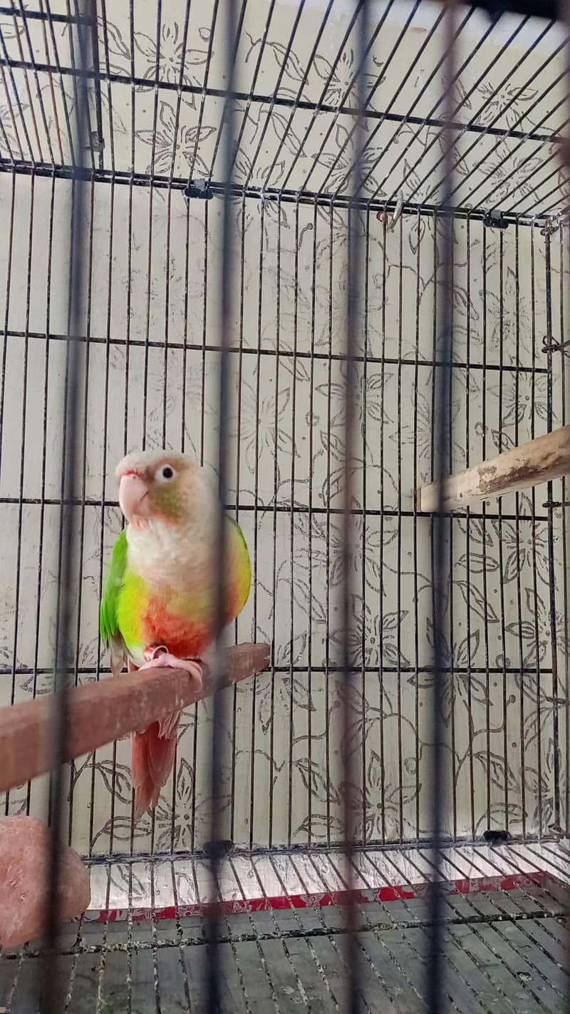pineapple conure 6