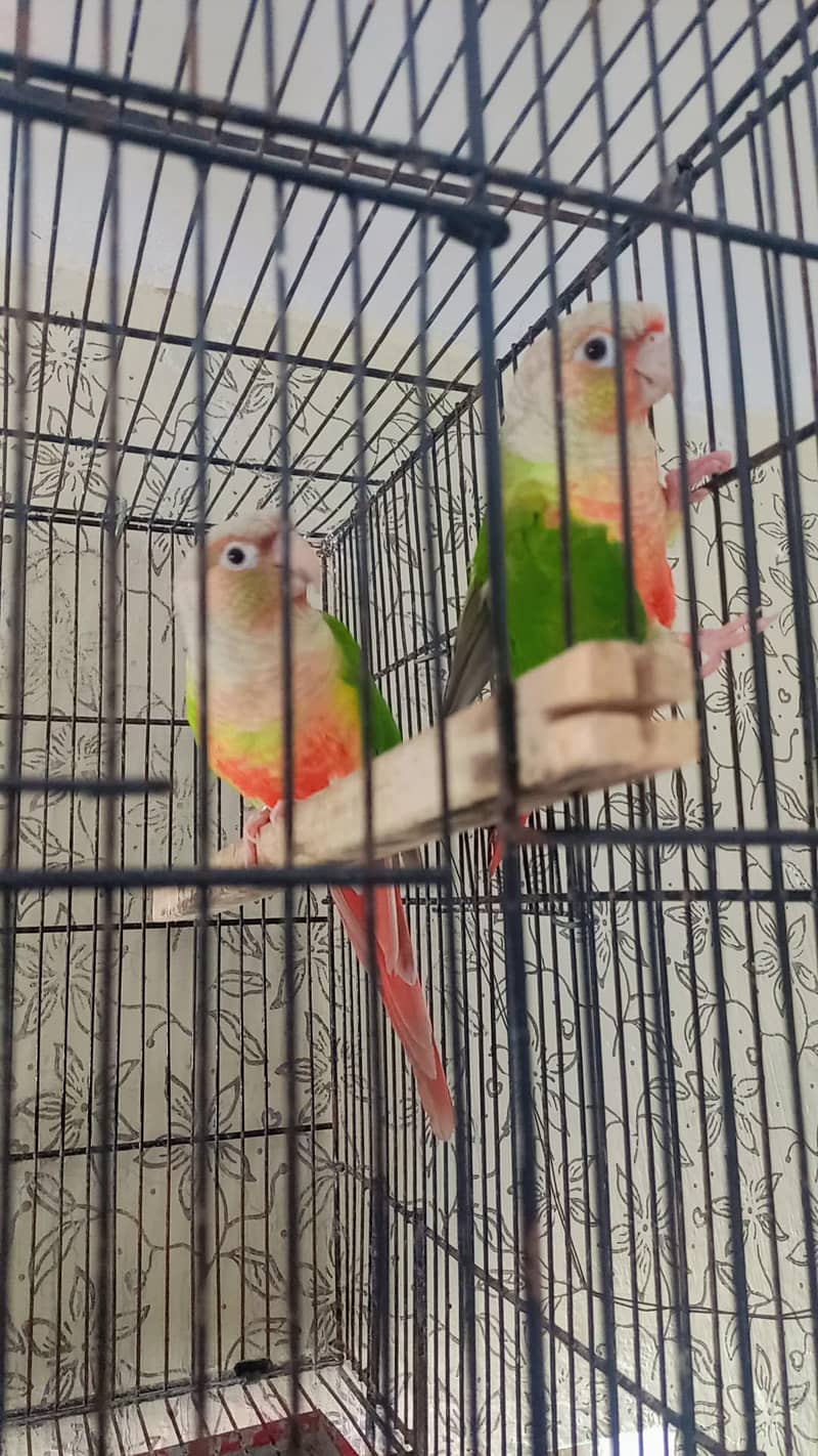 pineapple conure 7