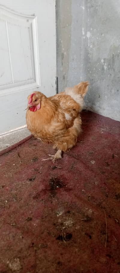 golden  buff female for sale