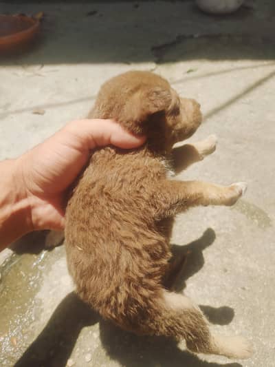 Pomeranian Puppies 92+3139650061