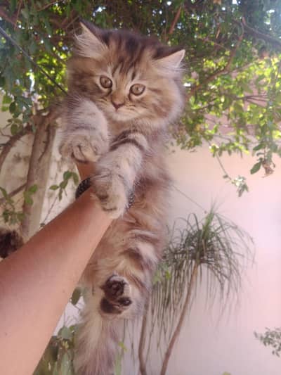 Cash ON DELIVERY PERSIAN CATS &KITTEN AVAILABLE