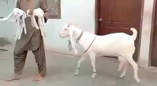 Gulabi Bakri Our 2 Bacchon ka sath for sale _ 03134947622