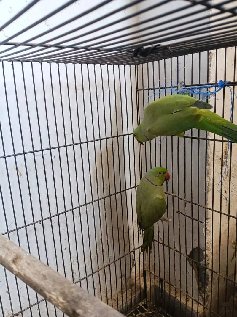 two raw parrots 0