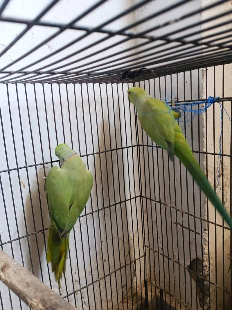 two raw parrots 1