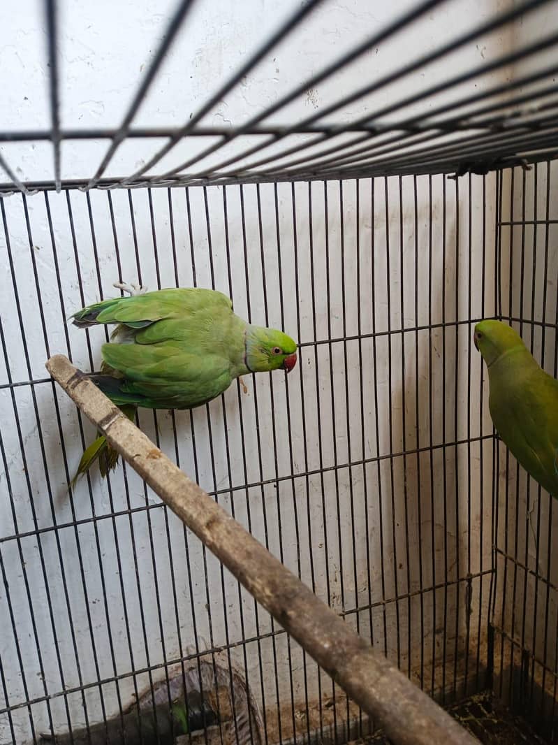 two raw parrots 2