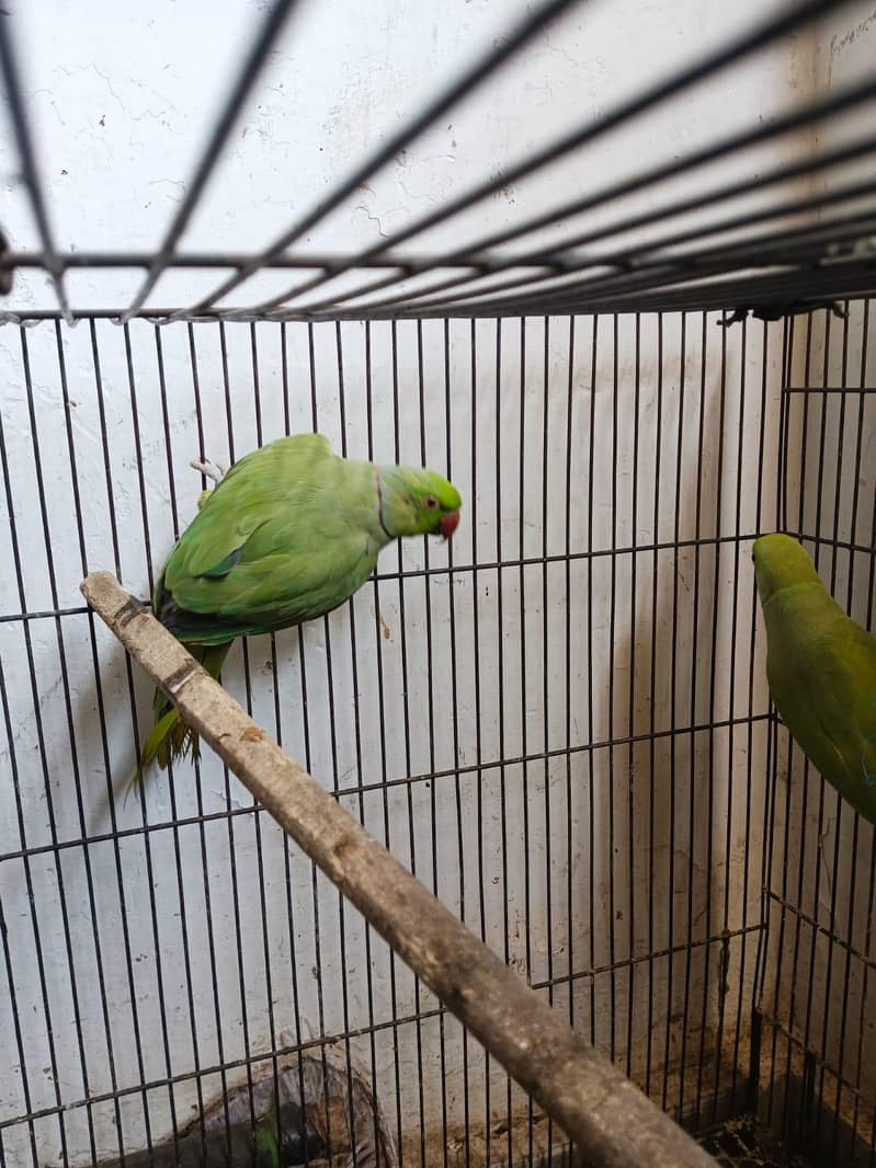 two raw parrots 3