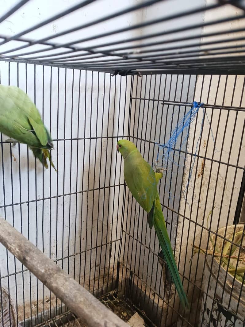 two raw parrots 4