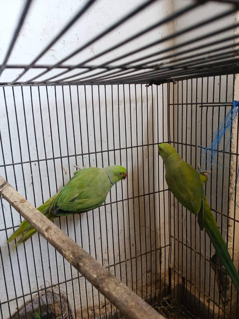 two raw parrots 5