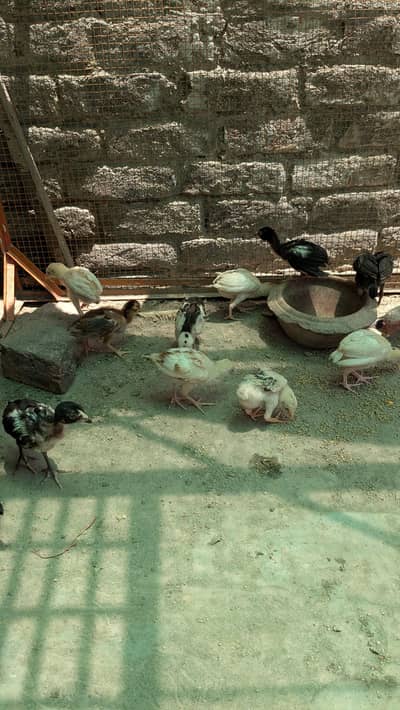 All pure mianwali  chicks with high quality