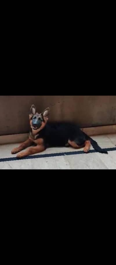 gsd long coat female puppy