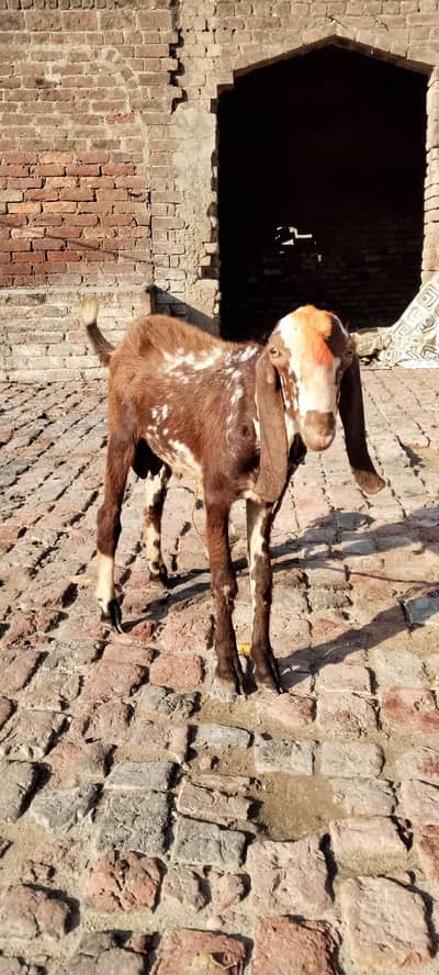 Bakra For Sales