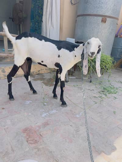 Goat dhood wali