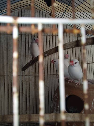 java chirya for sale