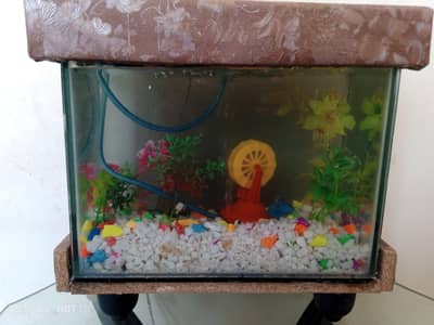 Fish aquarium