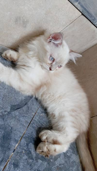 Hamaliyan kitten available