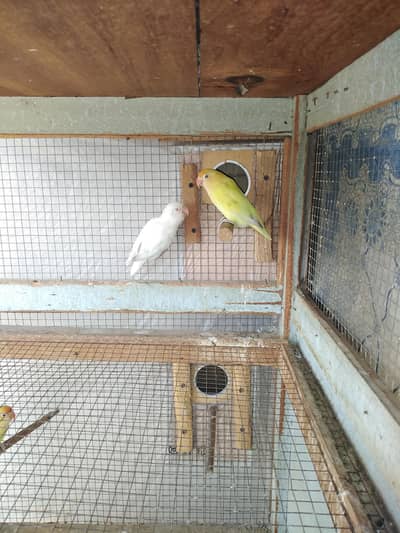 LOVE BIRD. (PAIR)