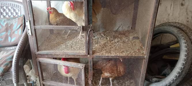 Hens sales
